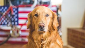 Preview wallpaper golden retriever, dog, muzzle