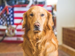 Preview wallpaper golden retriever, dog, muzzle