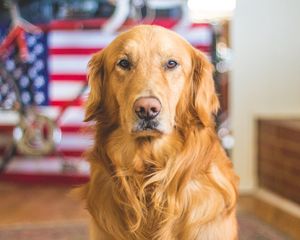 Preview wallpaper golden retriever, dog, muzzle