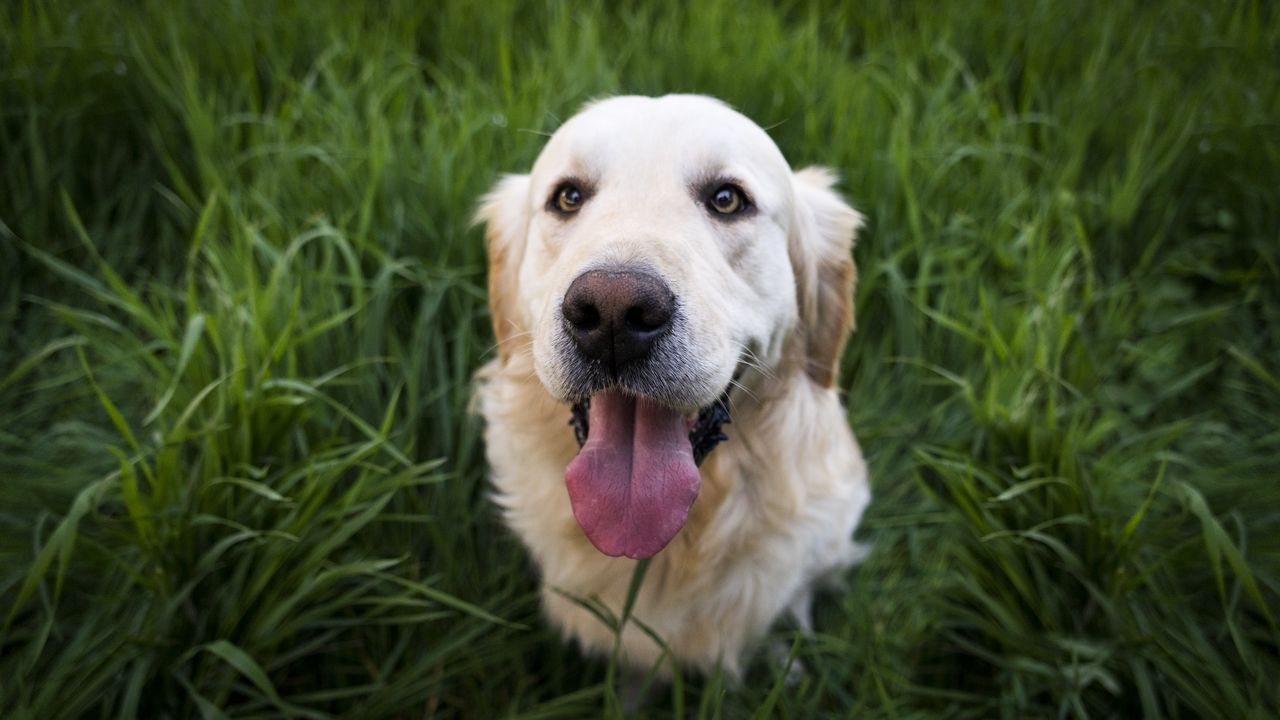 Wallpaper golden retriever, dog, muzzle