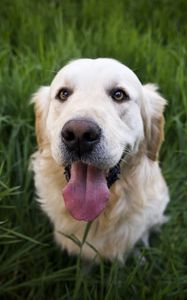 Preview wallpaper golden retriever, dog, muzzle