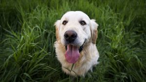 Preview wallpaper golden retriever, dog, muzzle