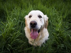 Preview wallpaper golden retriever, dog, muzzle