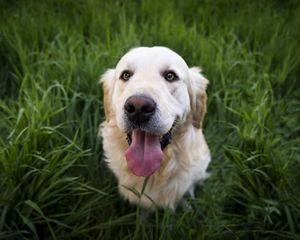 Preview wallpaper golden retriever, dog, muzzle