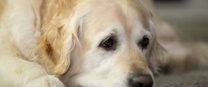 Preview wallpaper golden retriever, dog, muzzle, lay, sad, cute