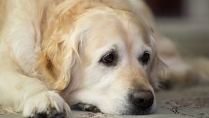 Preview wallpaper golden retriever, dog, muzzle, lay, sad, cute