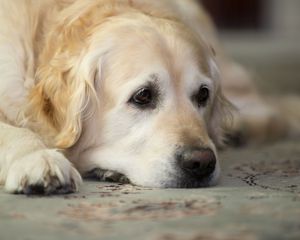 Preview wallpaper golden retriever, dog, muzzle, lay, sad, cute