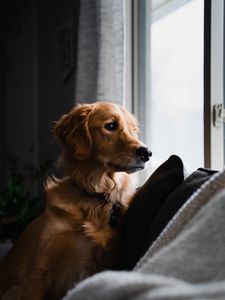 Preview wallpaper golden retriever, dog, pet, brown, glance