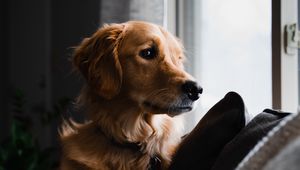 Preview wallpaper golden retriever, dog, pet, brown, glance