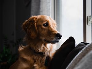 Preview wallpaper golden retriever, dog, pet, brown, glance