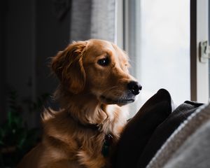 Preview wallpaper golden retriever, dog, pet, brown, glance