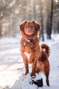 Preview wallpaper golden retriever, dog, pet, animal, brown, snow