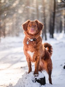 Preview wallpaper golden retriever, dog, pet, animal, brown, snow