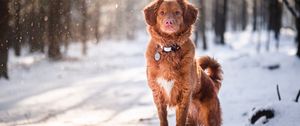 Preview wallpaper golden retriever, dog, pet, animal, brown, snow