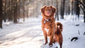 Preview wallpaper golden retriever, dog, pet, animal, brown, snow