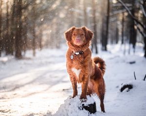 Preview wallpaper golden retriever, dog, pet, animal, brown, snow