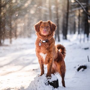 Preview wallpaper golden retriever, dog, pet, animal, brown, snow