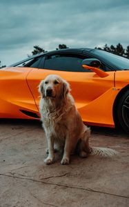 Preview wallpaper golden retriever, dog, pet, car