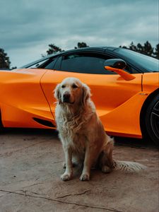 Preview wallpaper golden retriever, dog, pet, car