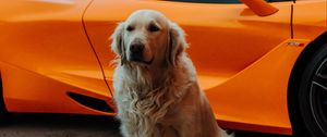 Preview wallpaper golden retriever, dog, pet, car