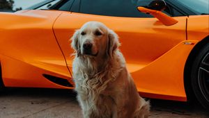 Preview wallpaper golden retriever, dog, pet, car