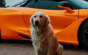 Preview wallpaper golden retriever, dog, pet, car