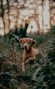 Preview wallpaper golden retriever, dog, pet, plants, leaves, cute