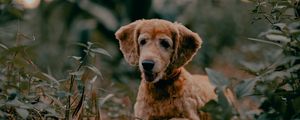 Preview wallpaper golden retriever, dog, pet, plants, leaves, cute