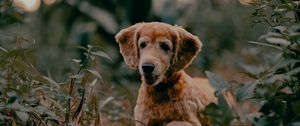 Preview wallpaper golden retriever, dog, pet, plants, leaves, cute