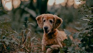 Preview wallpaper golden retriever, dog, pet, plants, leaves, cute