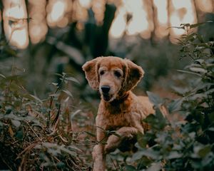 Preview wallpaper golden retriever, dog, pet, plants, leaves, cute