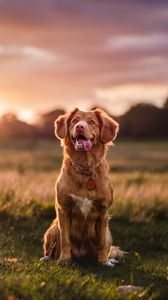 Preview wallpaper golden retriever, dog, protruding tongue, pet, glance