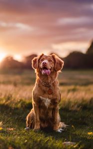 Preview wallpaper golden retriever, dog, protruding tongue, pet, glance