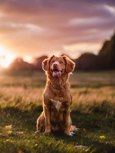 Preview wallpaper golden retriever, dog, protruding tongue, pet, glance