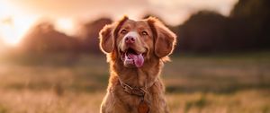 Preview wallpaper golden retriever, dog, protruding tongue, pet, glance