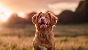 Preview wallpaper golden retriever, dog, protruding tongue, pet, glance