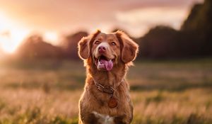 Preview wallpaper golden retriever, dog, protruding tongue, pet, glance