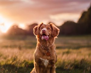 Preview wallpaper golden retriever, dog, protruding tongue, pet, glance