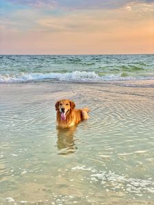 Preview wallpaper golden retriever, dog, protruding tongue, sea, water, pet, brown