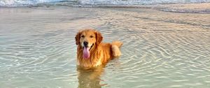 Preview wallpaper golden retriever, dog, protruding tongue, sea, water, pet, brown