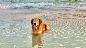 Preview wallpaper golden retriever, dog, protruding tongue, sea, water, pet, brown
