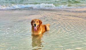 Preview wallpaper golden retriever, dog, protruding tongue, sea, water, pet, brown
