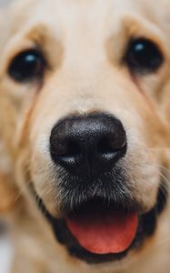 Preview wallpaper golden retriever, dog, puppy, muzzle