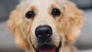 Preview wallpaper golden retriever, dog, puppy, muzzle