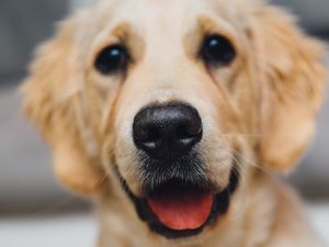 Preview wallpaper golden retriever, dog, puppy, muzzle