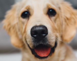 Preview wallpaper golden retriever, dog, puppy, muzzle