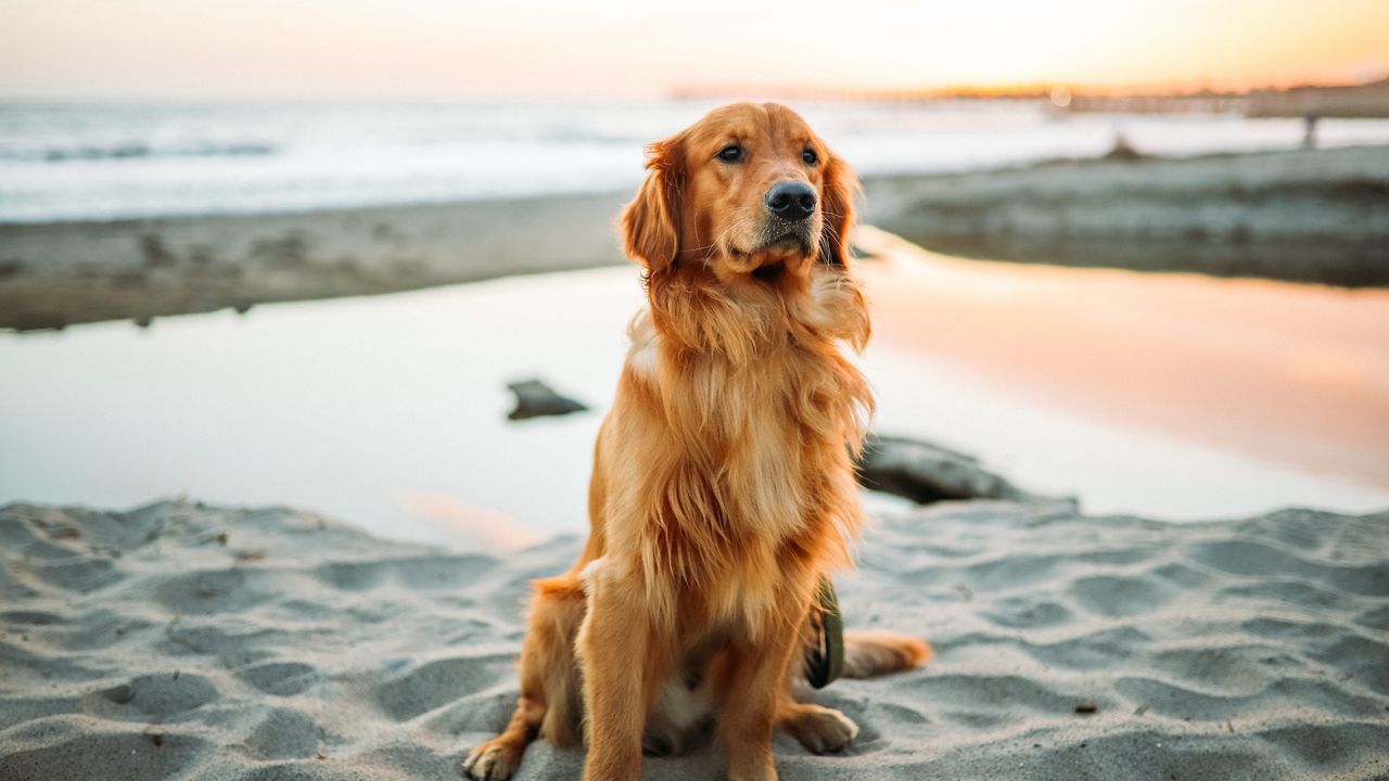 Wallpaper golden retriever, dog, sitting, sand