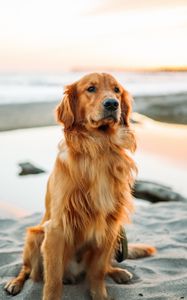 Preview wallpaper golden retriever, dog, sitting, sand