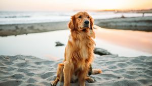 Preview wallpaper golden retriever, dog, sitting, sand