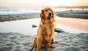 Preview wallpaper golden retriever, dog, sitting, sand
